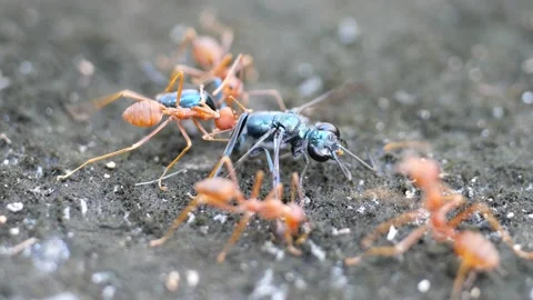 Red ants or Fire Ants bring a dead fly to their colony. Stock Footage 144063631