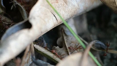 Red ants or Fire Ants bring a dead fly to their colony. Stock Footage 144063660