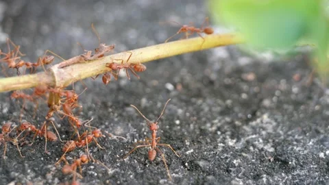 Red ants or Fire Ants bring a dead fly to their colony. Stock Footage 144063712