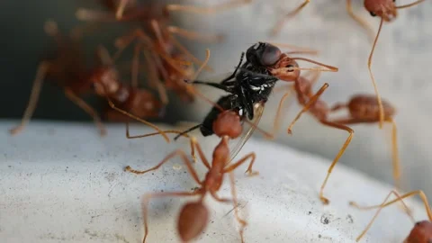 Red ants or Fire Ants bring a dead fly to their colony. Stock Footage 144063783
