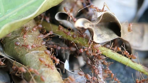 Red ants or Fire Ants bring a dead fly to their colony. Stock Footage 144063859