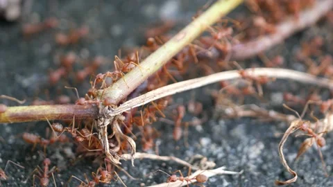 Red ants or Fire Ants bring a dead fly to their colony. Stock Footage 144063863