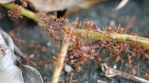 Red ants or Fire Ants bring a dead fly to their colony. Stock Footage 144063896