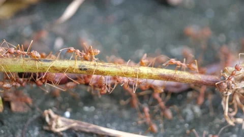 Red ants or Fire Ants bring a dead fly to their colony. Stock Footage 144063910