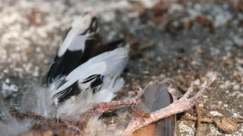 Red ants or Fire Ants eat a dead bird Stock Footage 149280517