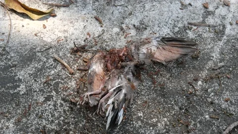 Red ants or Fire Ants eat a dead bird Stock Footage 149280542