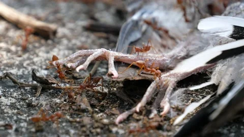 Red ants or Fire Ants eat a dead bird Stock Footage 149280579