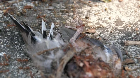 Red ants or Fire Ants eat a dead bird Stock Footage 149280660