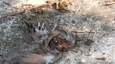 Red ants or Fire Ants eat a dead bird Stock Footage 149280675