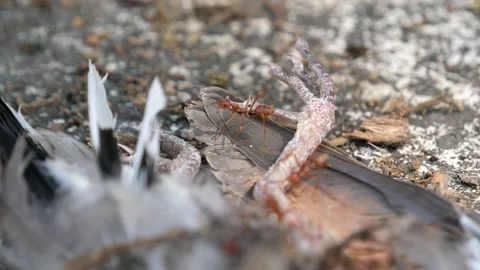 Red ants or Fire Ants eat a dead bird Stock Footage 149280706