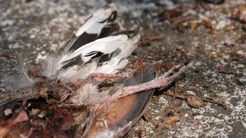 Red ants or Fire Ants eat a dead bird Stock Footage 149280711