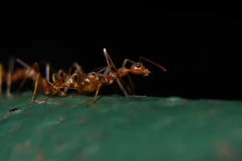 Red ants or often called often reddish-brown, shiny, with black eyes and claw Stock Photos