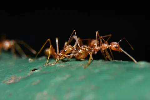 Red ants or often called often reddish-brown, shiny, with black eyes and claw Stock Photos