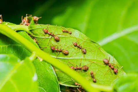 Red ants Stock Photos