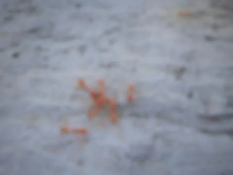 Red ants Fotos de archivo