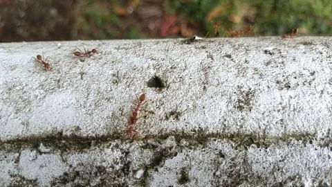 Red ants Stock Photos