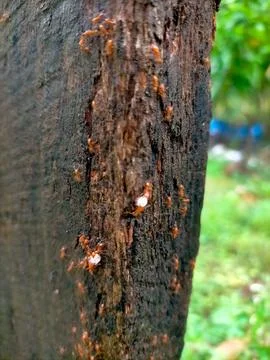 Red ants 스톡 사진