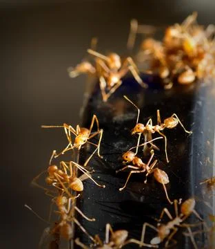 Red ants Stock Photos