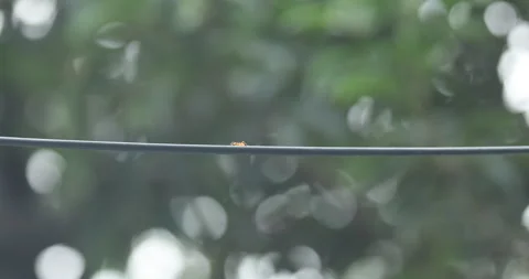 Red Ants on a Power Cable Stock Footage 312878830
