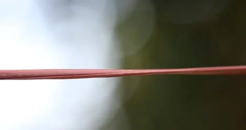 Red Ants on a Power Cable Stock Footage 318049842