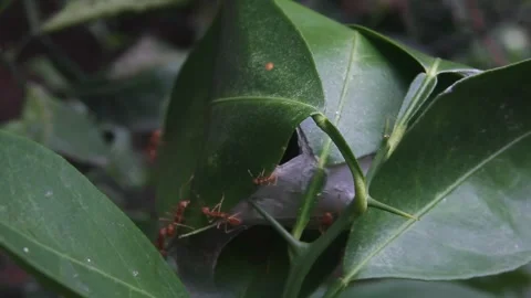 Red ants prevent invaders Video stock 241798809