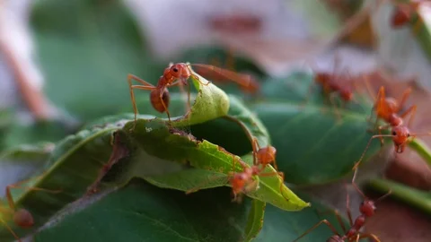 Red ants in public park  Stock Footage 125690122