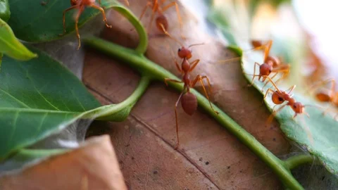 Red ants in public park  Vidéo 125690612