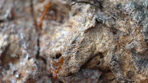 Red ants in public park  Видео 125691447