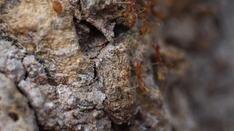 Red ants in public park  Stockbeeldmateriaal 125692062