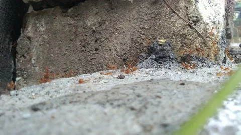 Red Ants Running Back And Forth Along A Concrete Curb Stock Footage 162403091