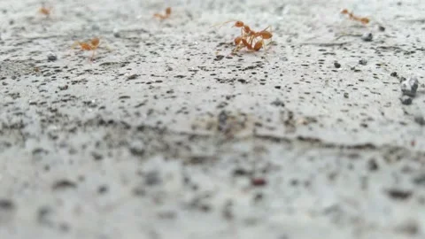 Red Ants Running Back And Forth Along A Concrete Curb Stock Footage 162626888