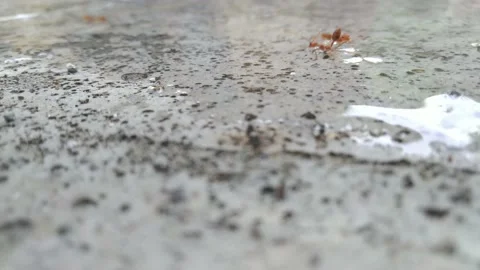 Red Ants Running Back And Forth Along A Concrete Curb Stock Footage 162626889