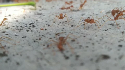 Red Ants Running Back And Forth Along A Concrete Curb Stock Footage 162626951