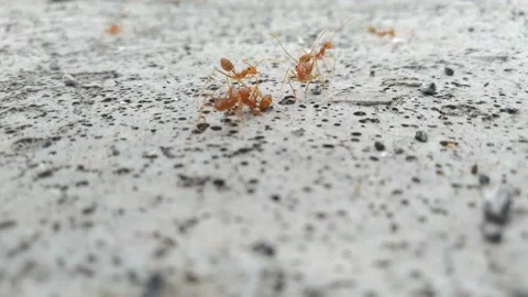 Red Ants Running Back And Forth Along A Concrete Curb Stock Footage 162626954