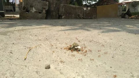Red Ants Running Back And Forth Along A Concrete Curb Stock Footage 162628814