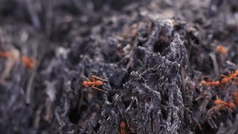 Red ants running on the black ground from being burned. Stock Footage 169797221
