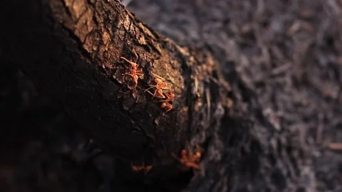 Red ants running on the black ground from being burned. Stock Footage 169797224