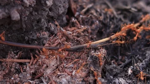 Red ants running on the black ground from being burned. Stock Footage 169797229
