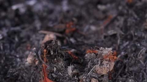 Red ants running on the black ground from being burned. Stock Footage 169797237