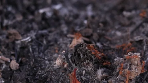 Red ants running on the black ground from being burned. Stock-Footage 169797239