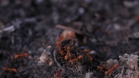Red ants running on the black ground from being burned. Video stock 169797244