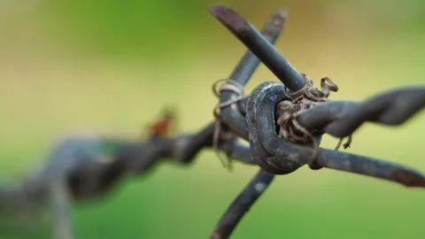 Red ants running on old barbwire  Stock Footage 129172602