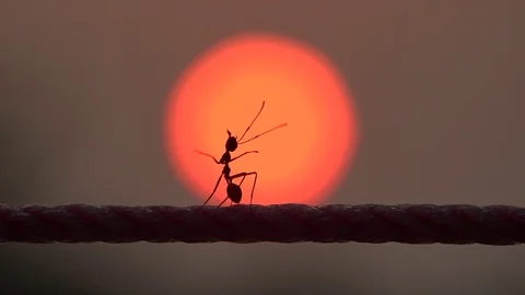 Red ants running in sunrise Stock Footage 87203976