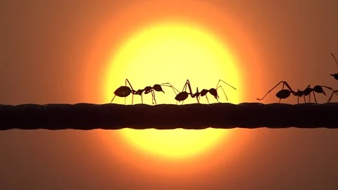 Red ants running in sunrise Stock Footage 87203984
