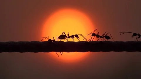 Red ants running in sunrise Stock Footage 87204378