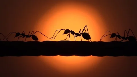 Red ants running in sunrise Video stock 87204500