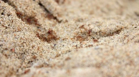 Red ants in the sand Stock Footage 49895358