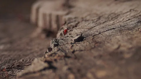 Red ants on a stump, spring, movement, nature awakens, Ukraine. 스톡 동영상 289005314