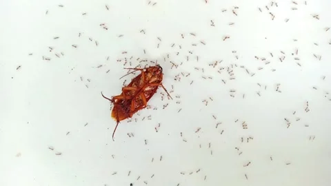 Red ants surround a dead cockroach Stock Footage 291294259