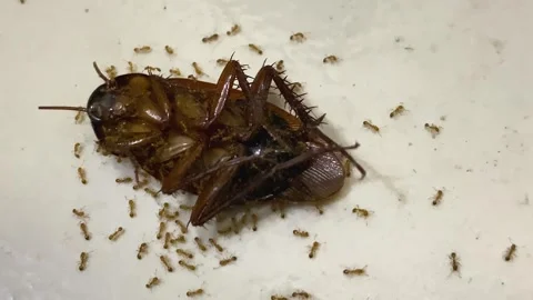 Red Ants Surround A Dead Cockroach - Close Up Stock Footage 320597154